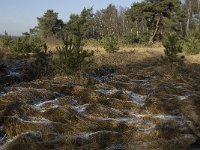 NL, Noord-Brabant, Asten, Groote Peel 3, Saxifraga-Jan van der Straaten